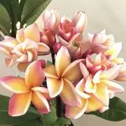 Lanaの画像