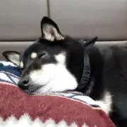 こめの画像