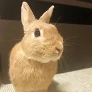 ももの画像