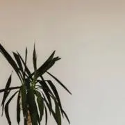 mismo