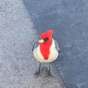 さとちゃんの画像