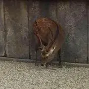 がち ゃぴんの画像
