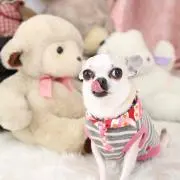 AYA_MELMO