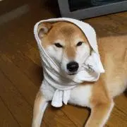 MIRAIの画像