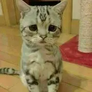 こんぶ