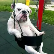 よし