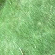 らびおの画像