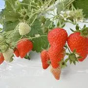 いちごの画像