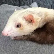 リクゴロ