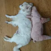 ちびぽて