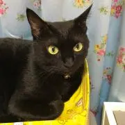 あみの画像