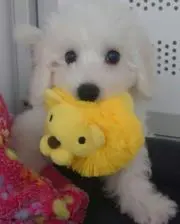 angel loveの画像