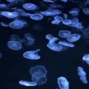 あは プロフ 必読の画像