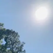 すずめの画像