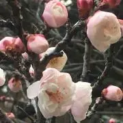 さくら