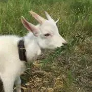とまとま＊の画像