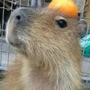 れもんすかっしゅの画像