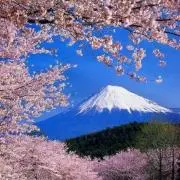 もも(土日祝日休み）の画像