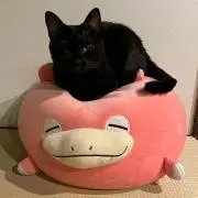 Ringobettaの画像