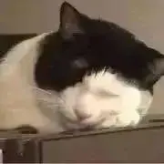 り いの画像