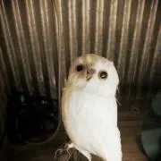 むー。の画像