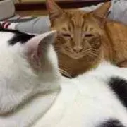 ごまめこ博士