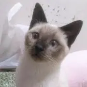 Haruka  プロフ確認お願いしますの画像