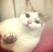 こぐこぐまの画像