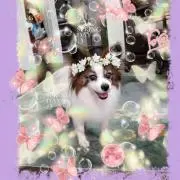かりん