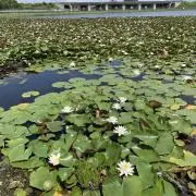 蓮RUNの画像