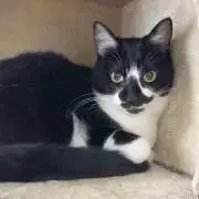 ごま