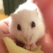 はなはな