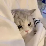 ぽんの画像