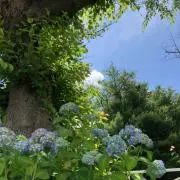 あいすの画像