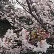 immの画像