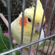古着屋　ピーコ(プロフ確認して下さい)の画像