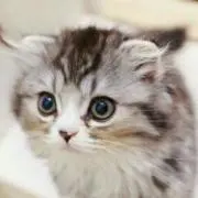 てんまっこの画像