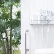 オリーブの画像