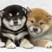 ❤黒柴犬ももちゃん❤