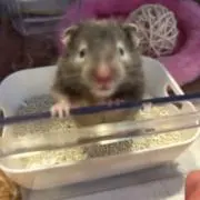 よーちん(自己紹介分見てください)の画像