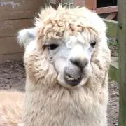 やまりんたの画像