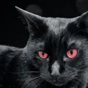 ♡黒猫♡の画像