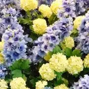 ぽん
