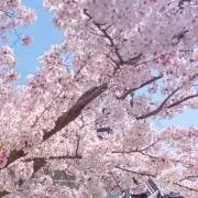 まーちゅ