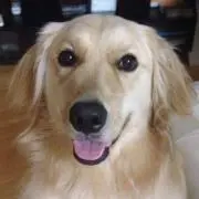 koccyo
