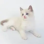 らむねの画像