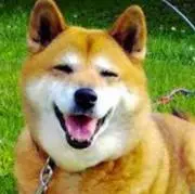 AYAの画像