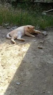 ちゃちゃ