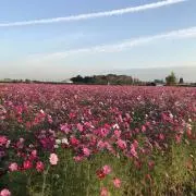 ふーちゃんさんの画像