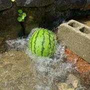 むさの画像